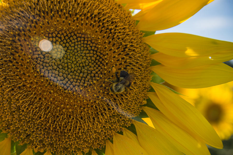 A Bees Work Photograph by Kristopher Schoenleber