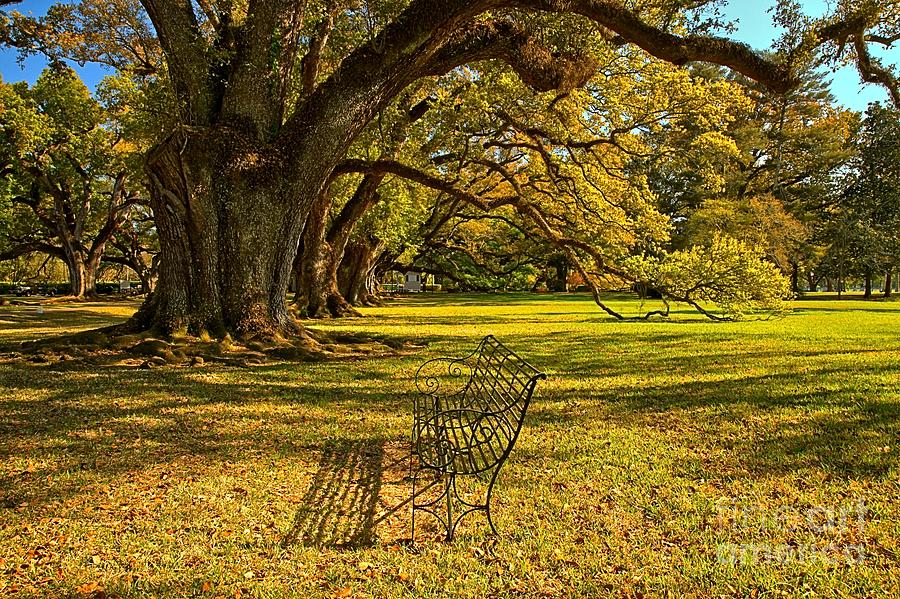 A Bench Under The Oaks Photograph by Adam Jewell