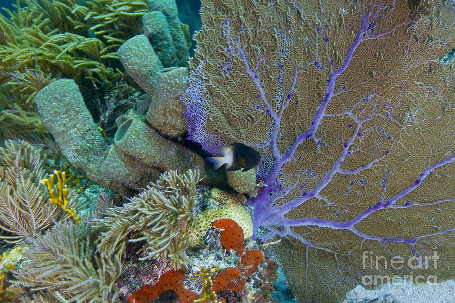 A Bi-color Damselfish Amongst The Coral Photograph by Terry Moore