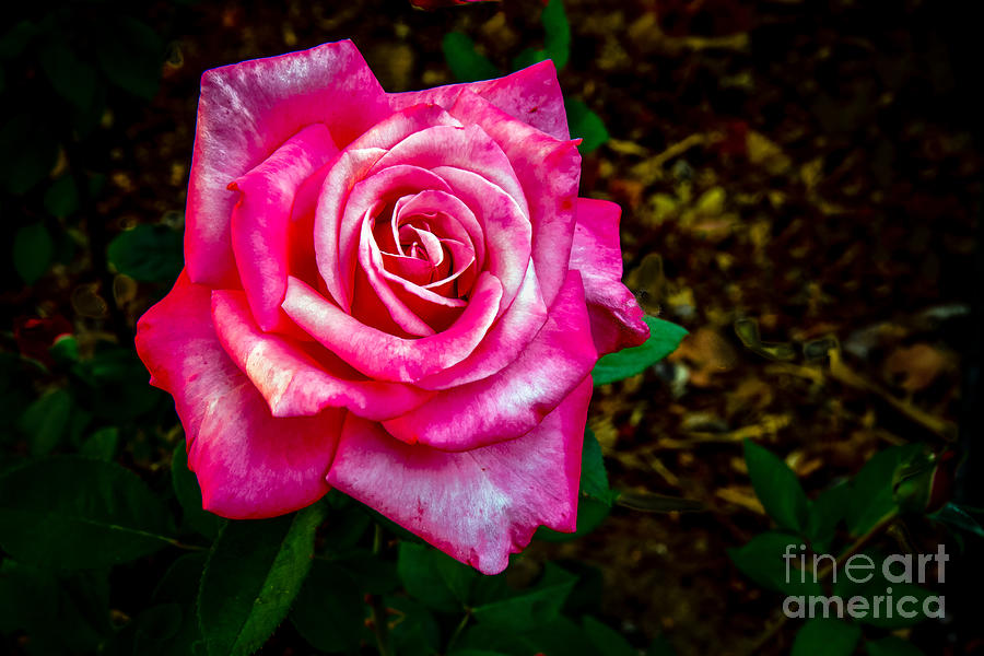 A Bicolor Rose Photograph by Robert Bales