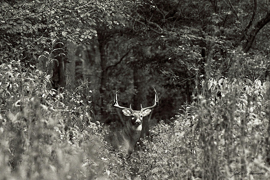 A big buck in Rut Photograph by John Harmon