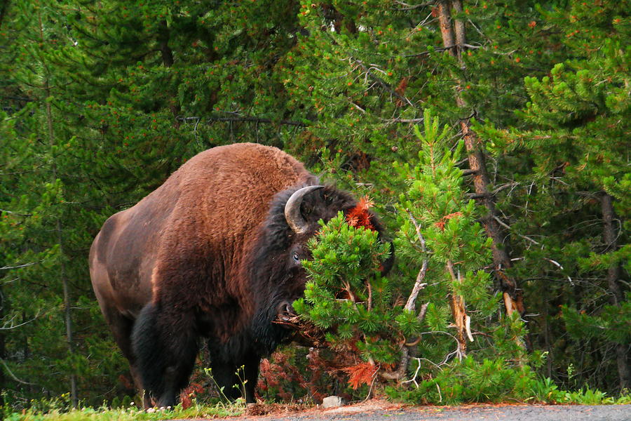 Yellowstone National Park Photograph - A big Bull buffalo mauling a tree by Jeff Swan