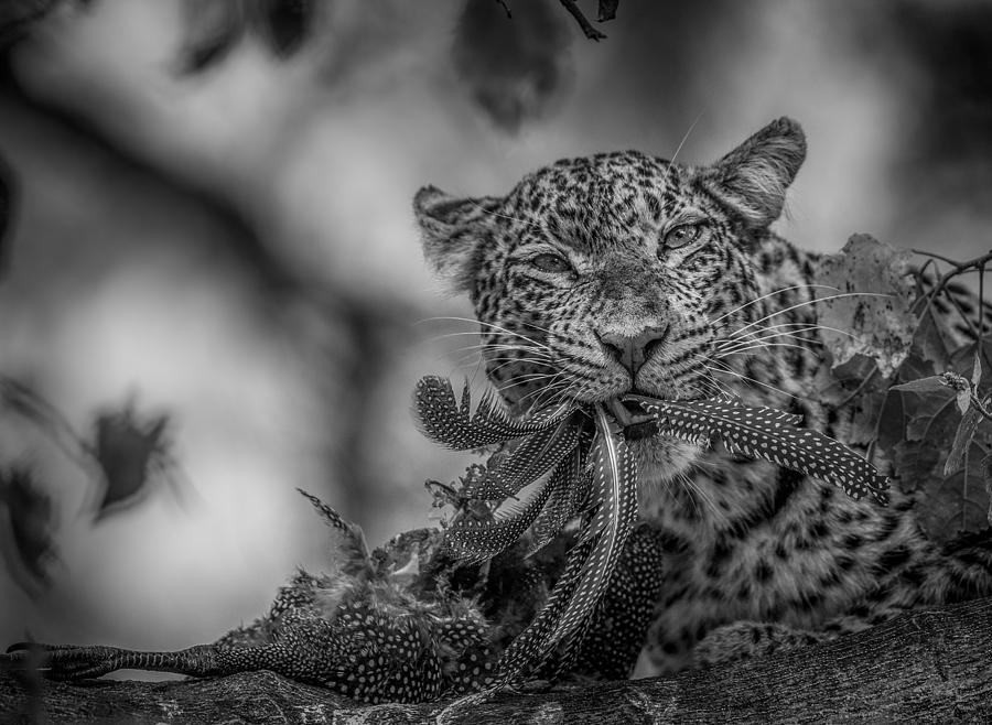Black And White Photograph - A Big Feast by Jaco Marx