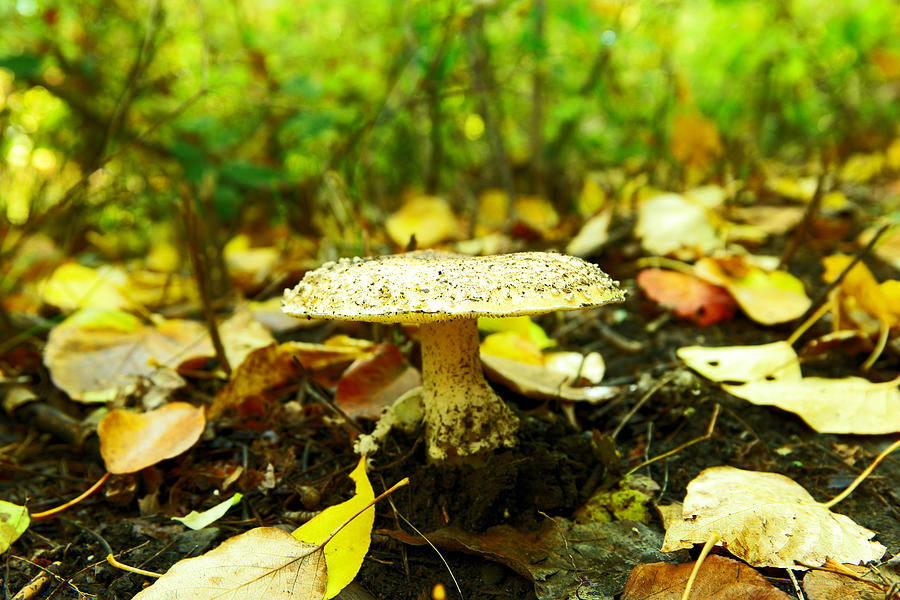A big mushroom Photograph by Jeff Swan