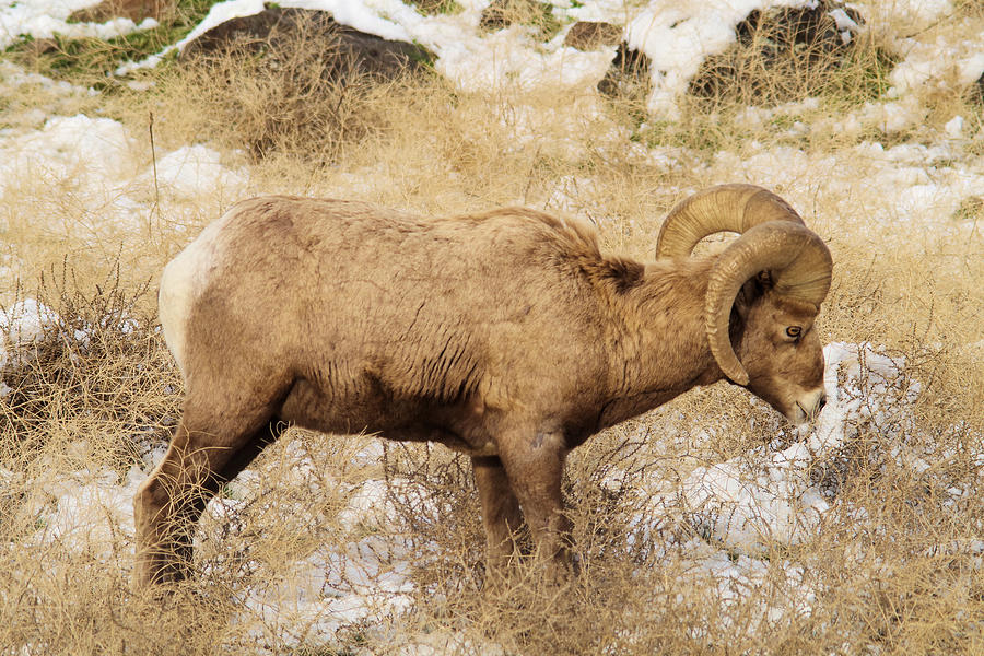 A big Ram Photograph by Jeff Swan
