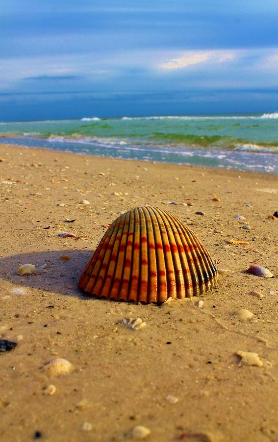 A Big Shell Photograph by Catie Canetti
