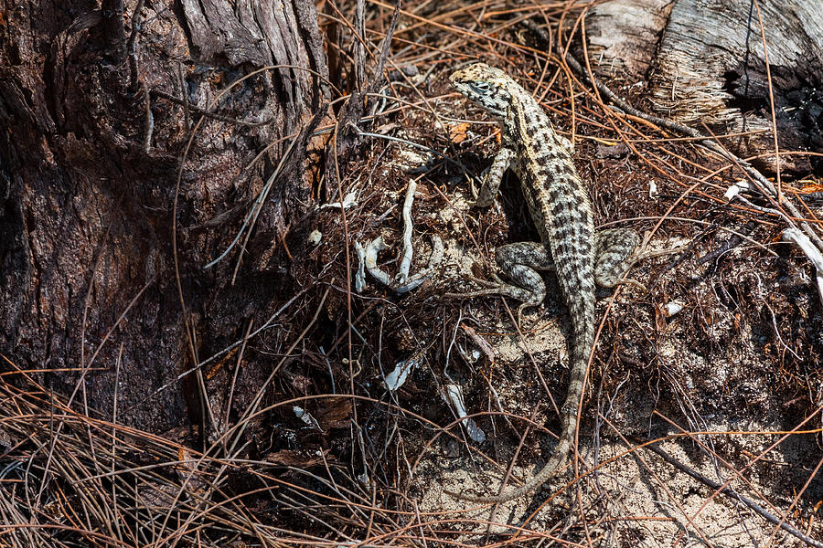 A Bimini Curly-tailed Lizard Photograph by Ed Gleichman