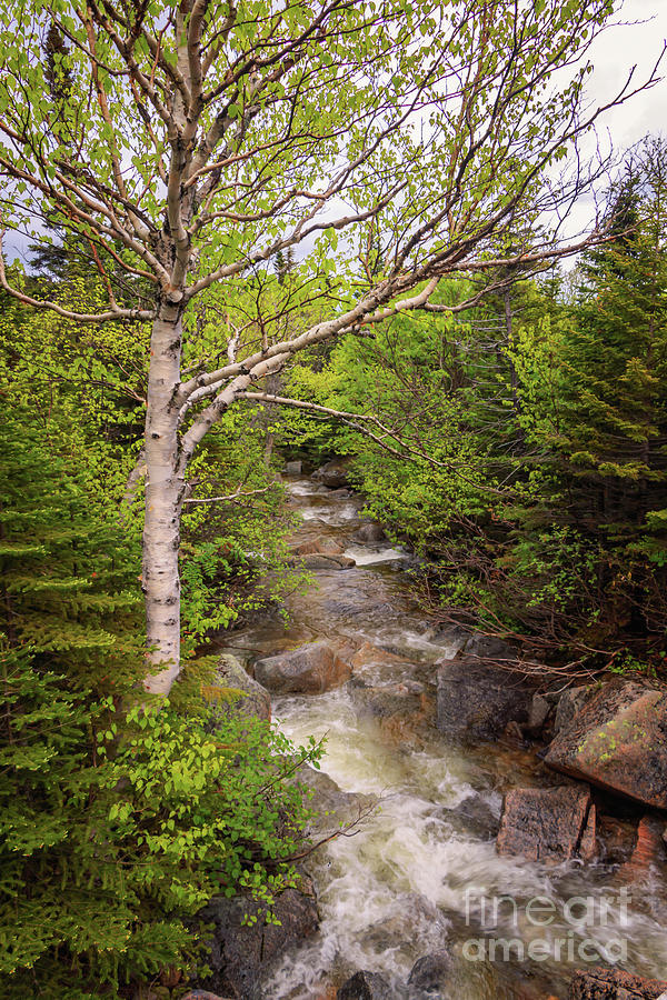 A Birch Tree and a Stream Photograph by Elizabeth Dow