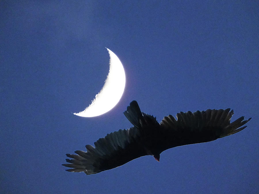 A Bird And The New Moon Photograph by Mark Alan Perry