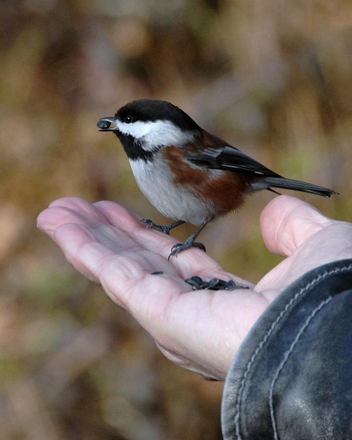 A Bird in the Hand Photograph by Bill Kellett