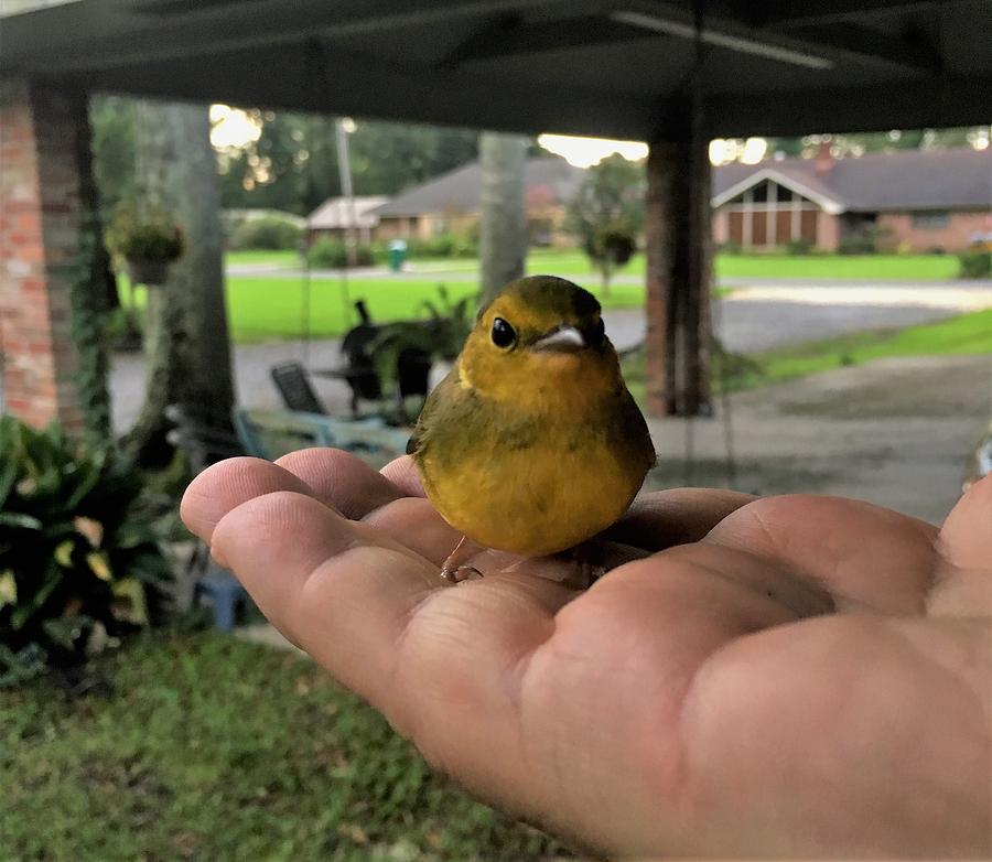 A Bird In The Hand Photograph by John Glass