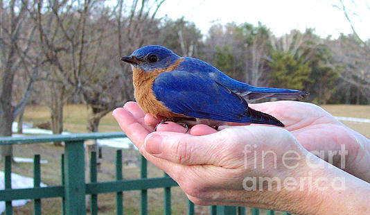 A Bird In The Hand Photograph by Linda Drown