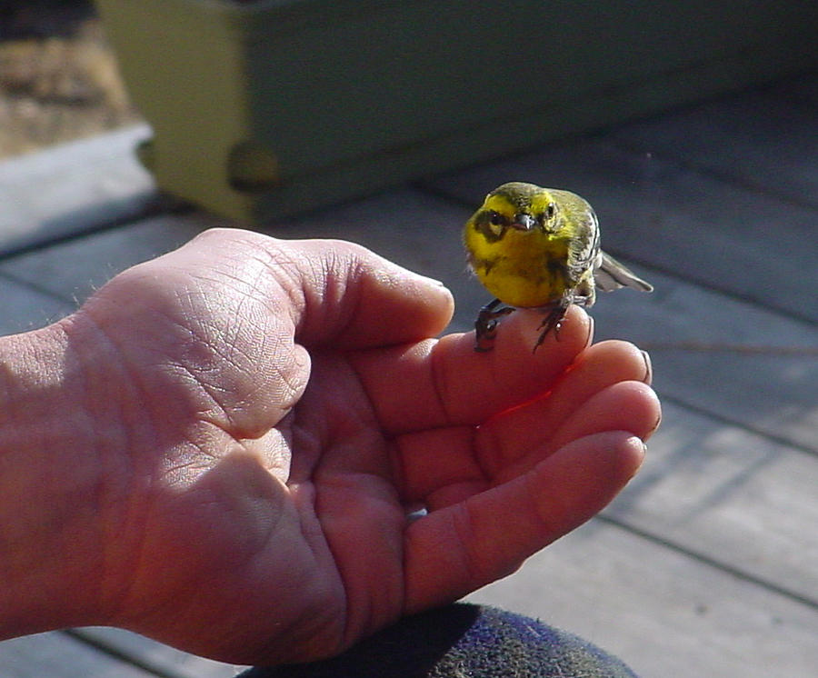 A Bird in the Hand Photograph by Tracey Levine