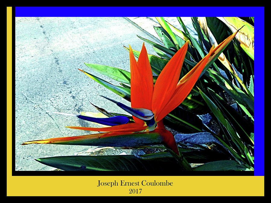 A Bird the Flowers in Paradise  Digital Art by Joseph Coulombe