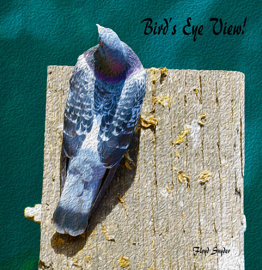 Pigeon Painting - A Birds Eye View Of A Birds Eye View Text by Floyd Snyder
