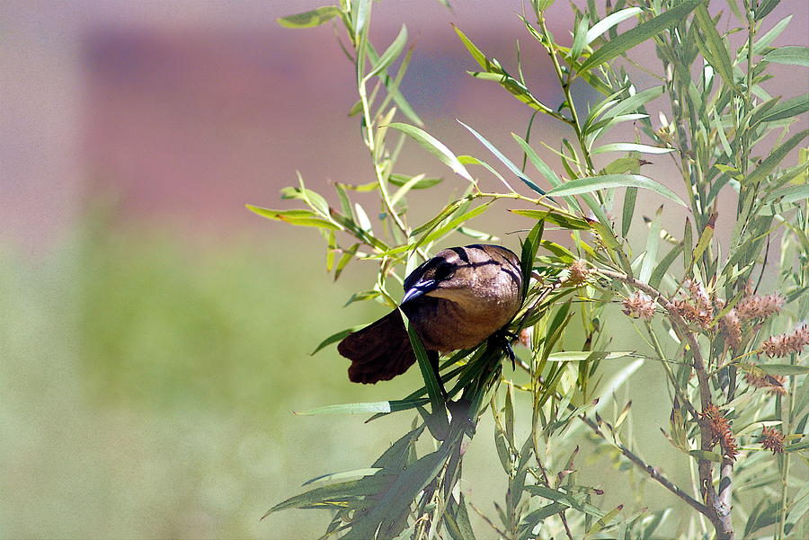 A Bird's Landing Photograph by Frank Garciarubio