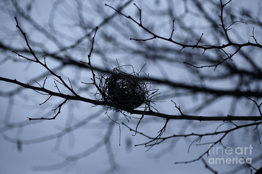 A Birds Nest Photograph by Lara Morrison