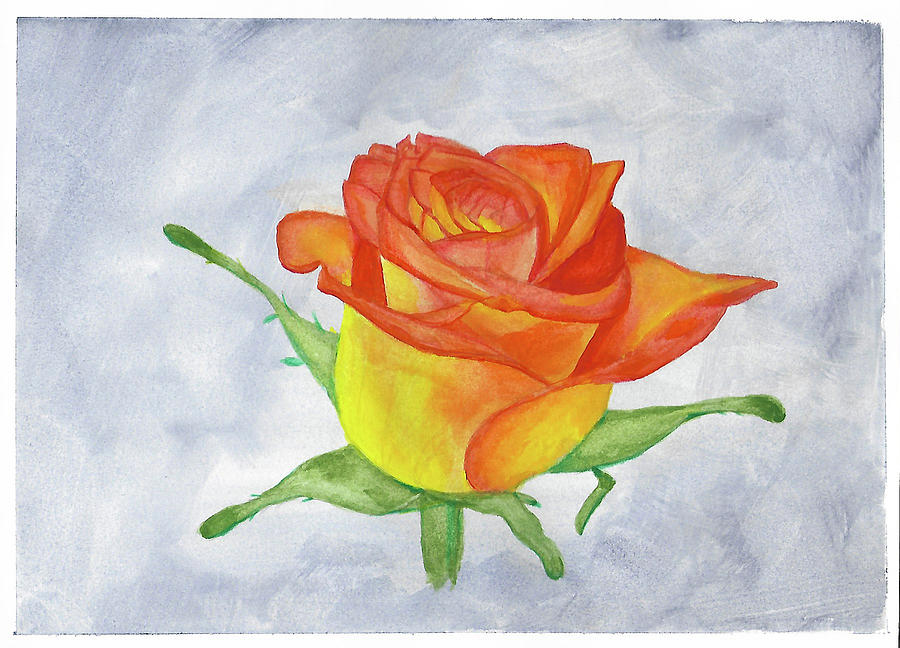A Birthday Rose Drawing by Steven Powers SMP