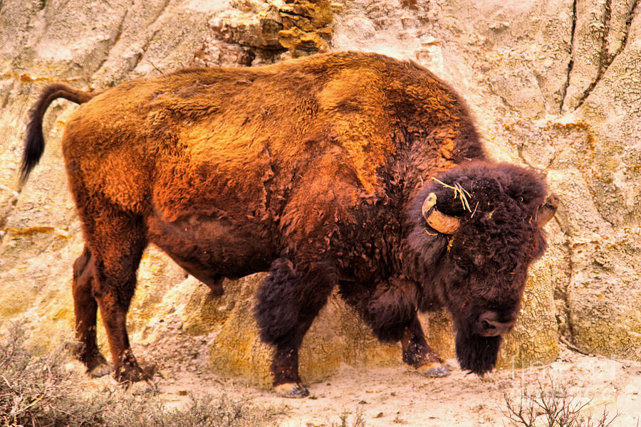   a bison in the Badlands Photograph by Jeff Swan