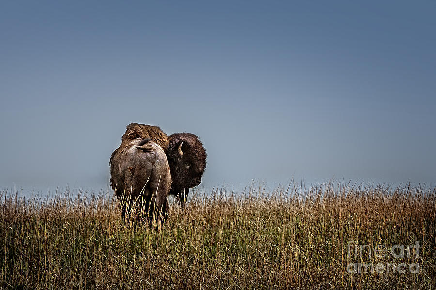 Bison Photograph - A Bison Interrupted by Tamyra Ayles
