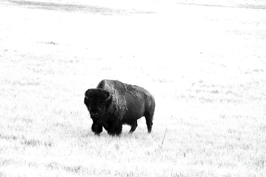 A Bison - Monochrome Photograph by Christiane Schulze Art And Photography