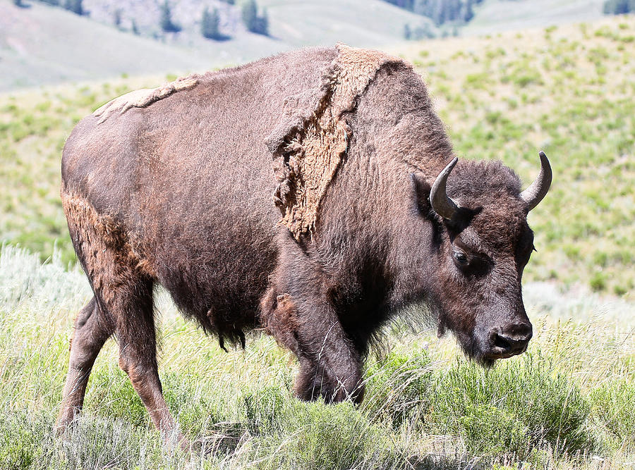 A Bisons Journey Photograph By Athena Mckinzie Fine Art America