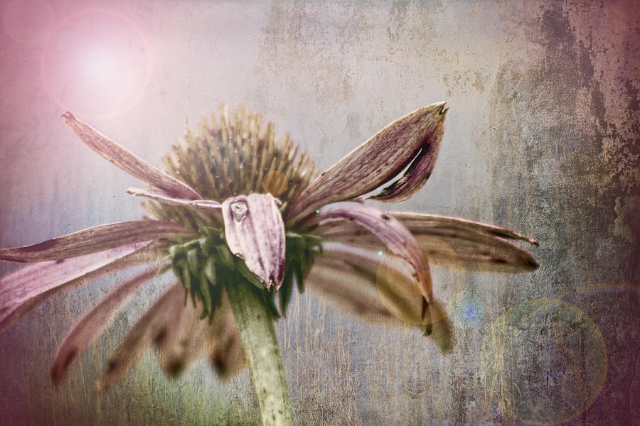 A Bit Funky Coneflower Photograph by Kathy Clark