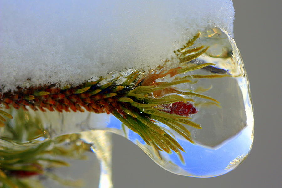 Nature Photograph - A Bit Icy Out There by Susie Weaver