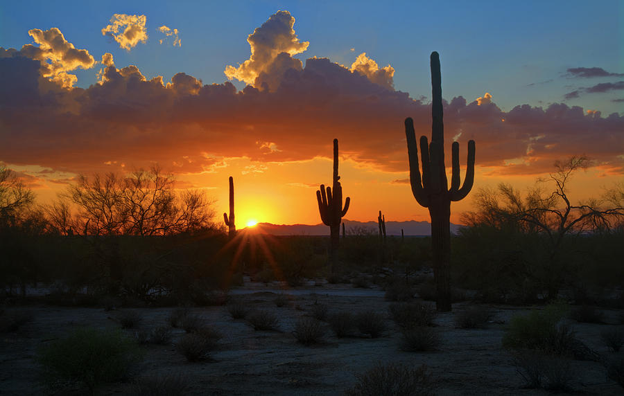 Sunset Photograph - A Bit of Desert Sunshine  by Saija Lehtonen