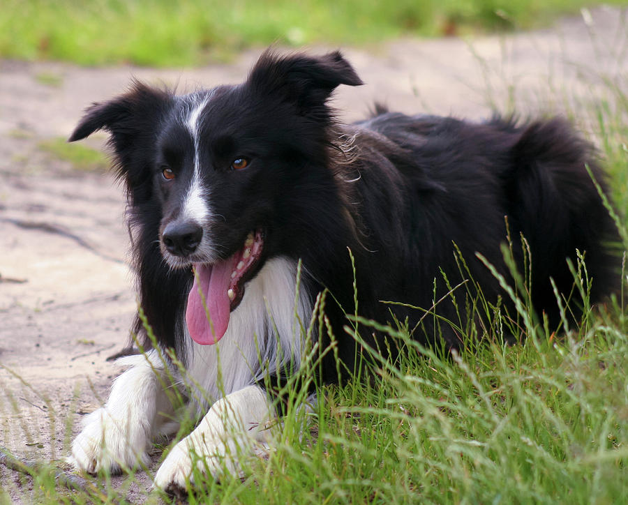A Black and White Border Collie Dog Photograph by Derrick