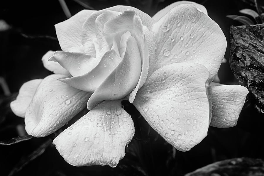 A Black and White Gardenia Photograph by JC Findley