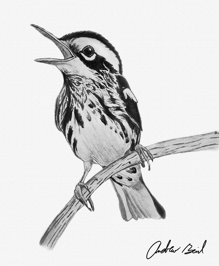 A Black And White Warbler Drawing by Andrew Bail