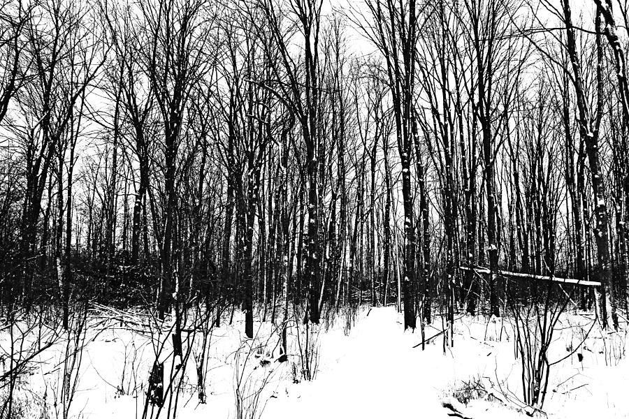 A Black And White Winter Photograph by Debbie Oppermann
