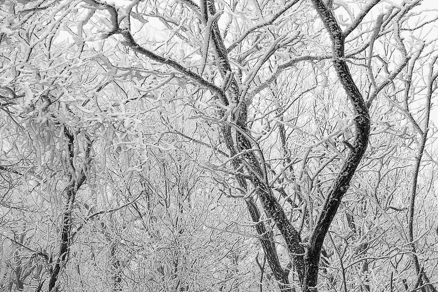 A Black And White Winter Photograph by Mike Eingle