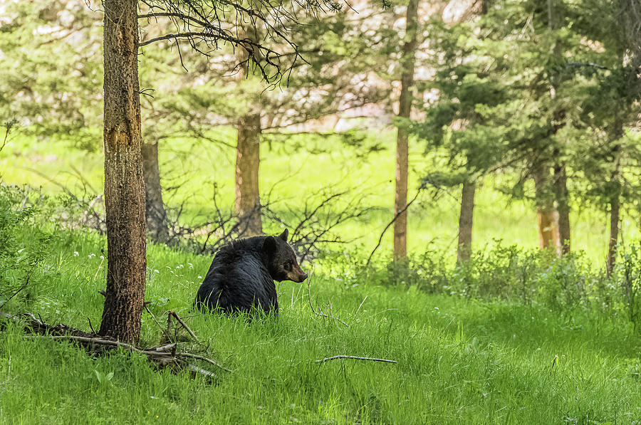 A Black Bear Moment Photograph by Yeates Photography