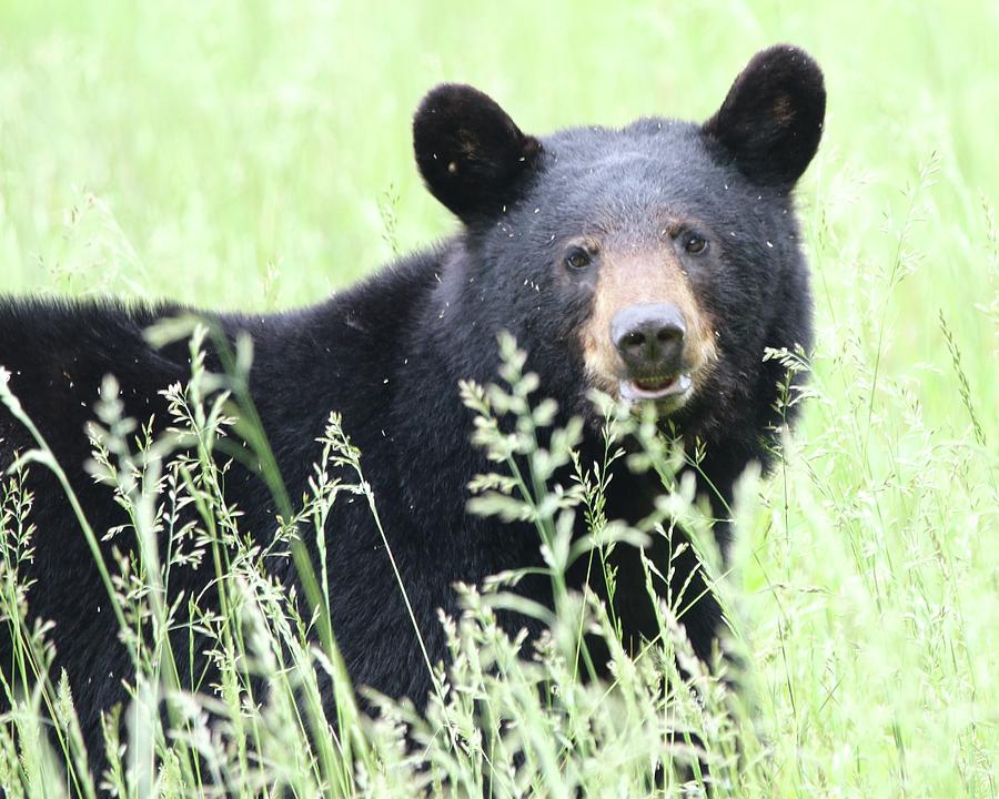 A black bear portrait Photograph by Cynthia Kidwell - Pixels