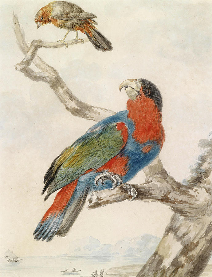 A Black-capped Lory on a branch and a flycatcher against a Coastline Drawing by Abraham Meertens