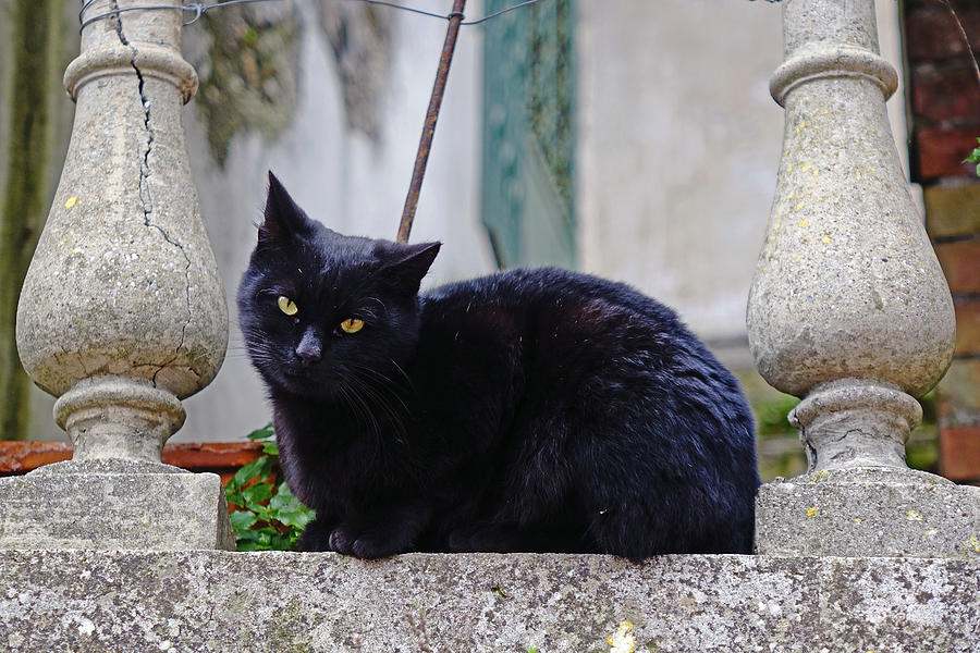 A Black Cat That Was Hanging Around In Ravello Italy Photograph by Rick Rosenshein