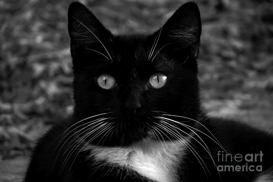 A Black Cats Life -Florida Photograph by Adrian De Leon Art and Photography