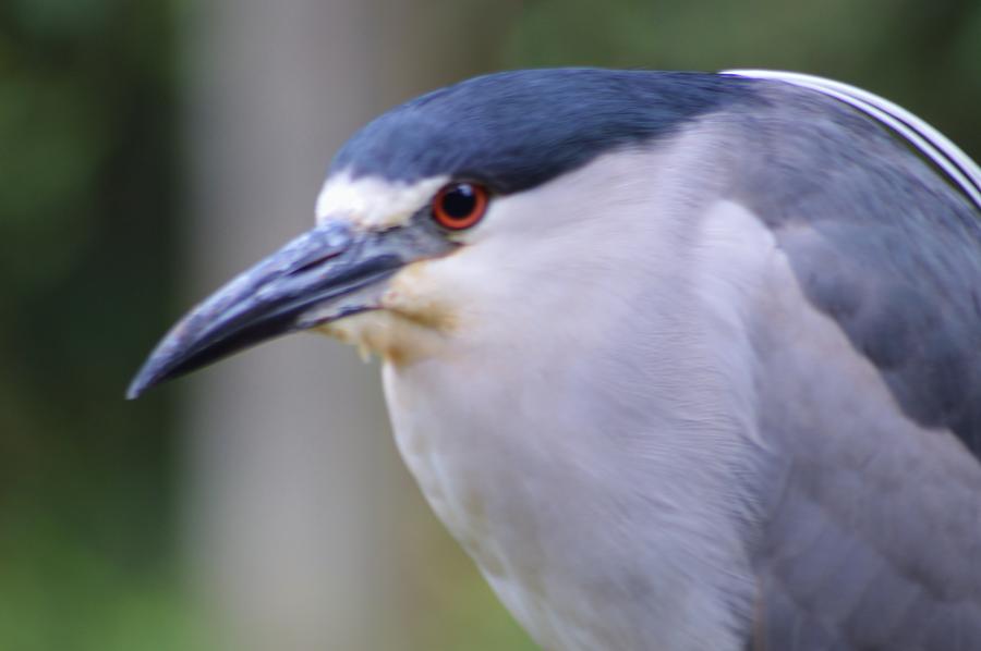 A Black-Crowned Night Heron Macro Photograph by Warren Thompson