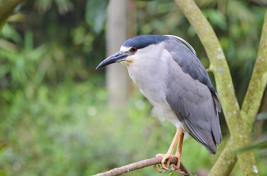 A Black-Crowned Night Heron Photograph by Warren Thompson