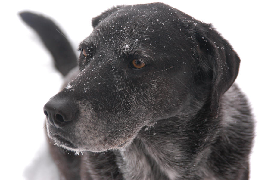 A Black Lab Pointer Mix Photograph by Stacy Gold