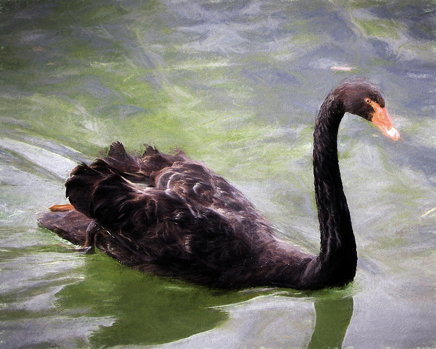 A Black Swan Photograph by John Freidenberg