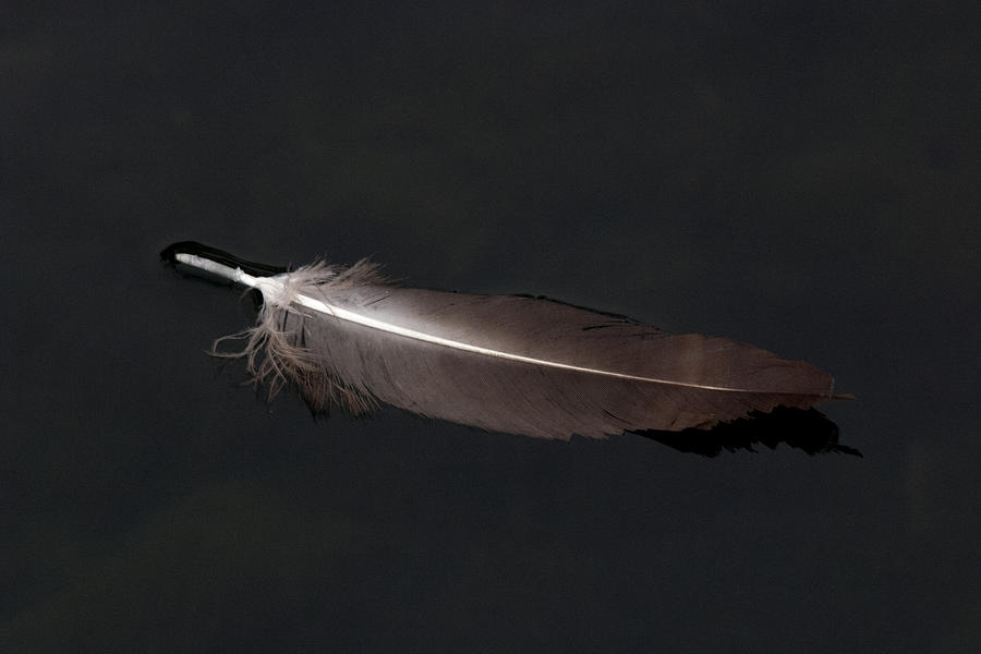 A Black Vulture Feather Floating on the Swanee river  Photograph by John Harmon