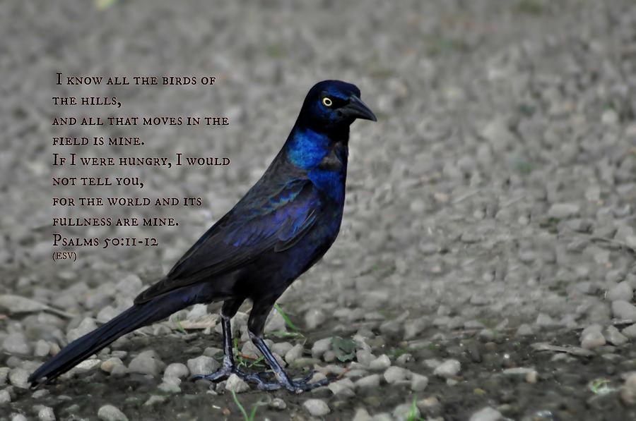 A Blackbird and a Psalm Photograph by Eric Liller