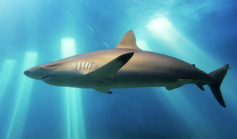 A Blacktip Shark Close Up, Maui, Hawaii Photograph by Derrick Neill ...