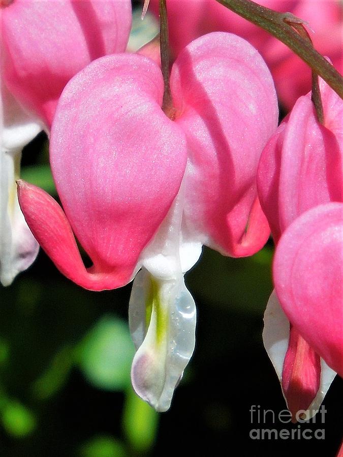  A Bleeding Heart Photograph by Chad and Stacey Hall