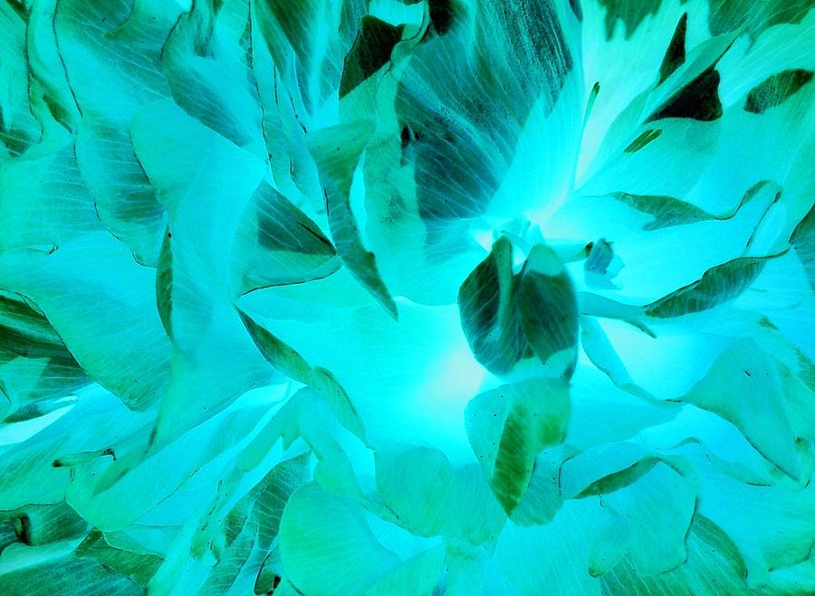 A Bloom In Turquoise Photograph