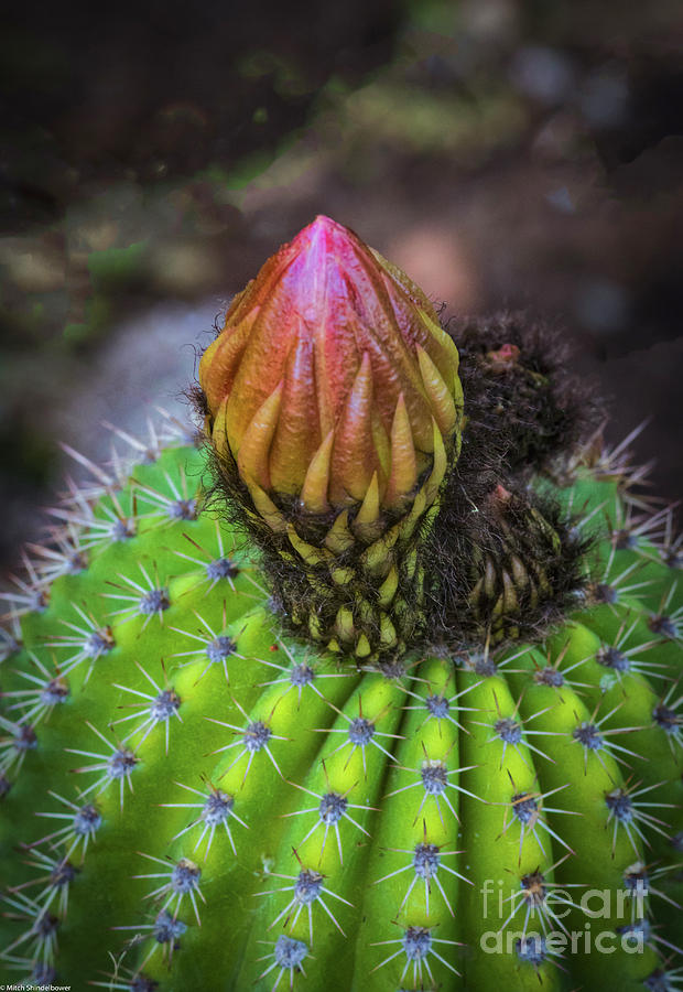 A Blooming Cactus Photograph by Mitch Shindelbower