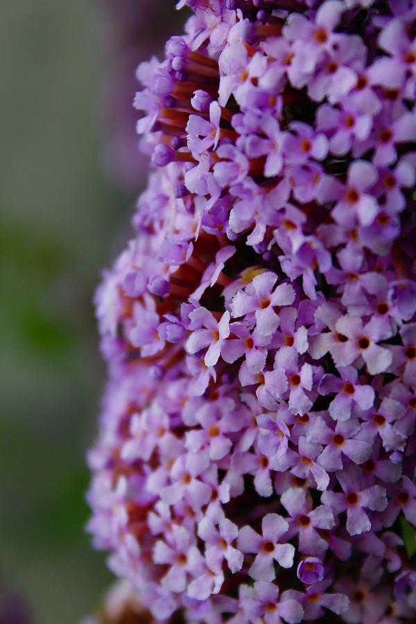 A Blooming Pink Delight Butterfly Bush Photograph by M E